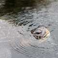 Suppenschildkröte (Chelonia mydas)